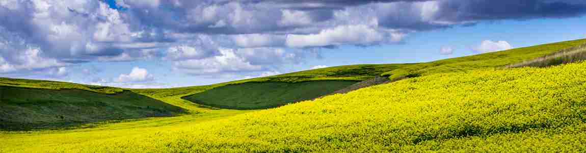 Mustard Capital Partners Ltd.